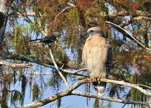 Hawk sizing up a mockingbird