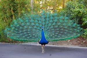 showy peacock 